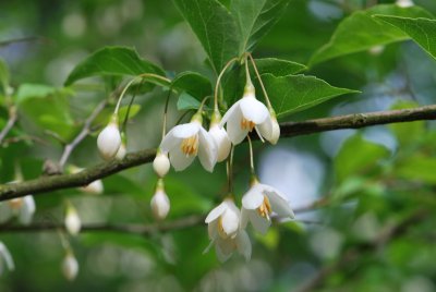 Styrax japonica - sturač japonský - květy